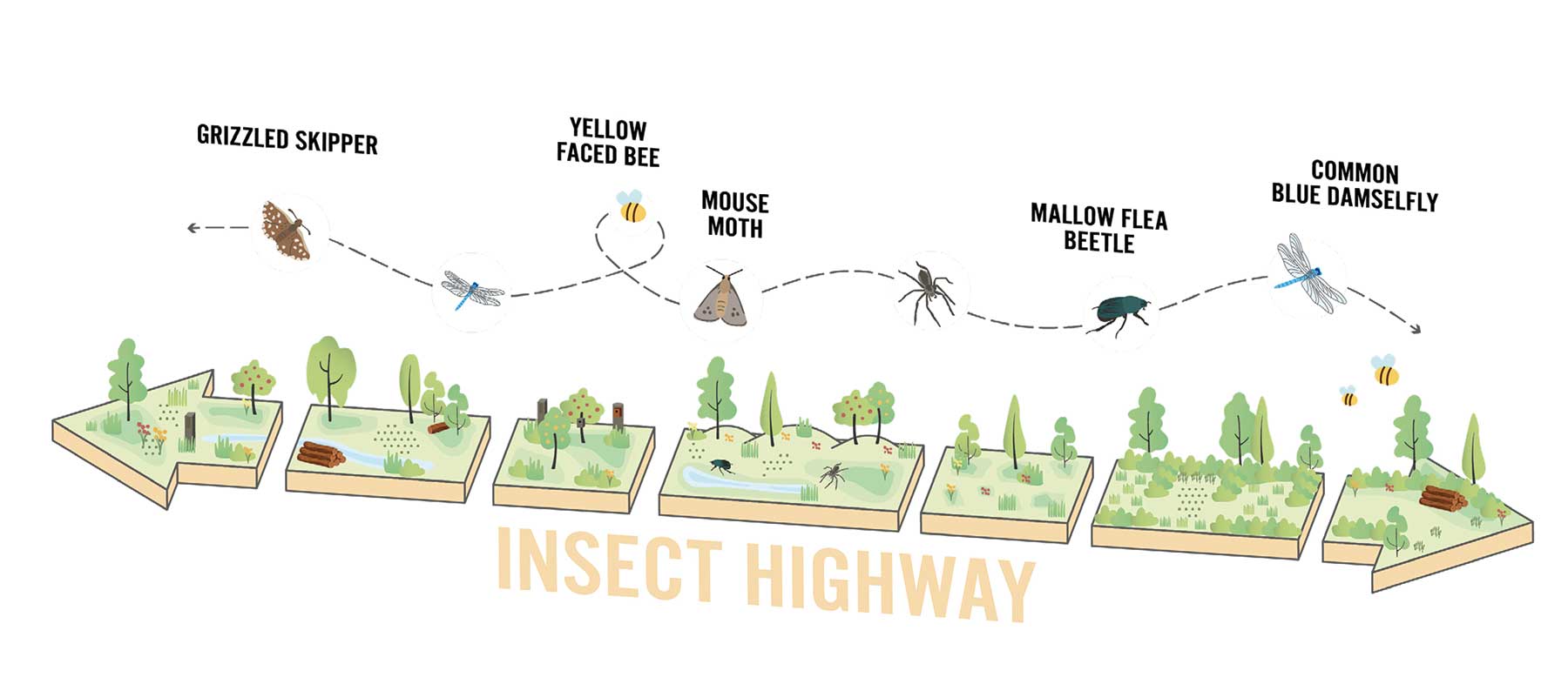 Insect highway