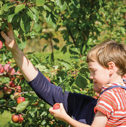 Parent and child picking plums