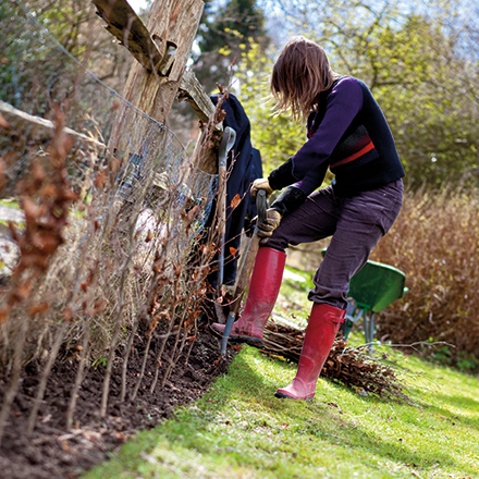 Woman planting a beech hedgerow