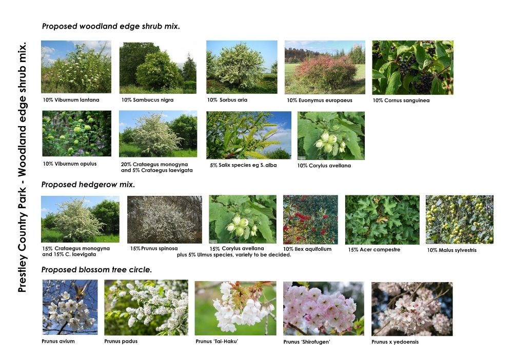 Shrub mix